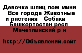 Девочка шпиц пом мини - Все города Животные и растения » Собаки   . Башкортостан респ.,Мечетлинский р-н